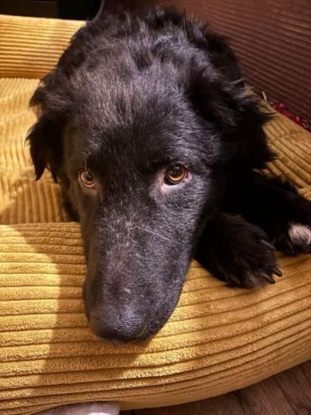 schüchterner lieber Bean sucht ...