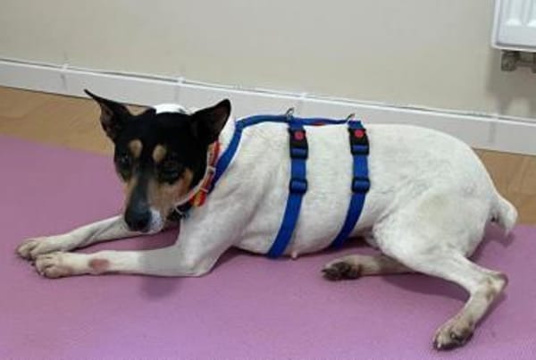 Bodega1 sucht ein Zuhause