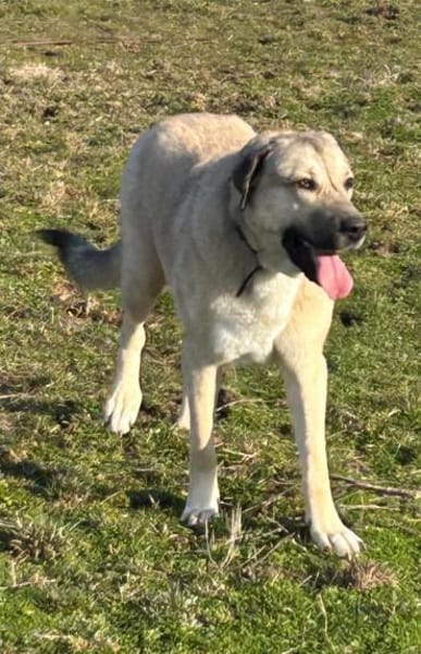 Kangal Sandra sucht Körbchen