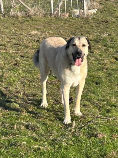 Kangal Sandra sucht Körbchen