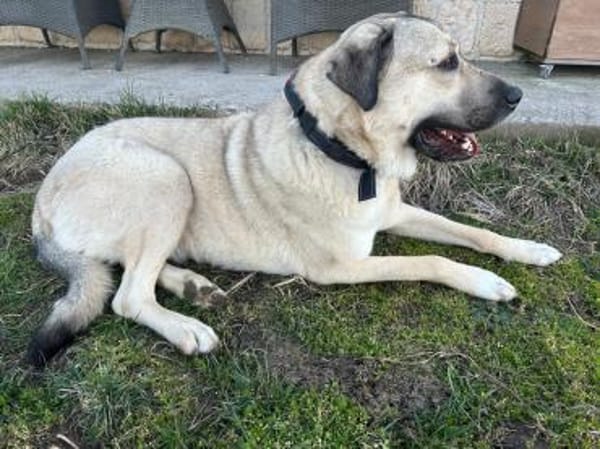 Kangal Sandra sucht Körbchen
