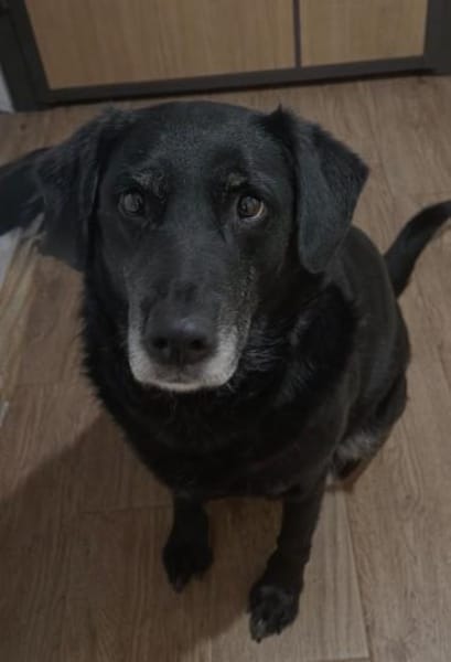 Labrador Hündin Maggie