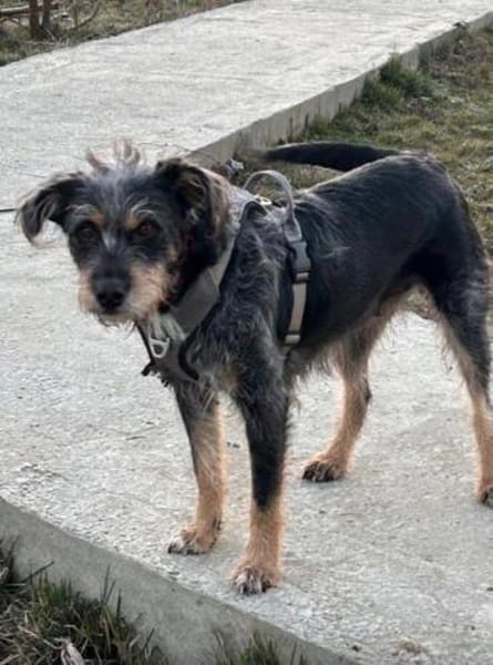 Mila eine tolle Familienhündin