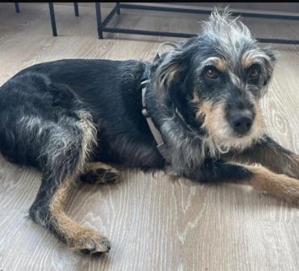 Mila eine tolle Familienhündin