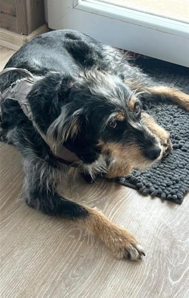 Mila eine tolle Familienhündin