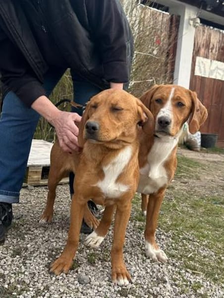 Meriam 7-8 Monate auf der suche