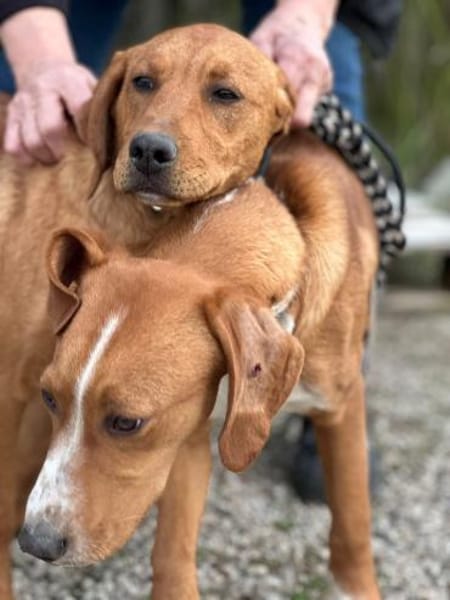 Meriam 7-8 Monate auf der suche