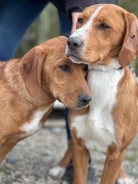 Meriam 7-8 Monate auf der suche