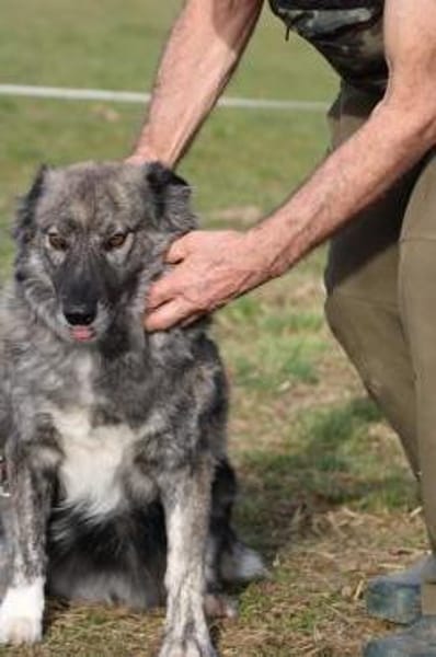 Sira - zutraulich u. verschmust