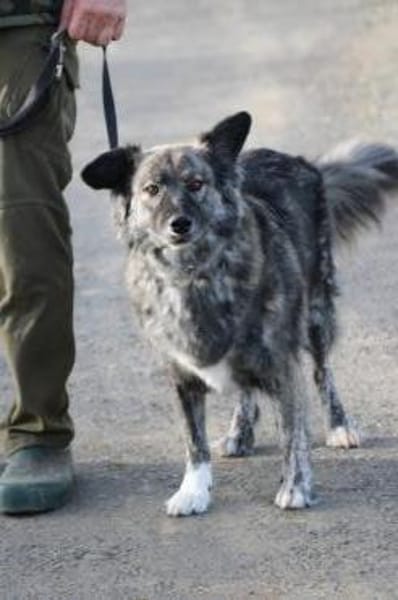 Sira - zutraulich u. verschmust