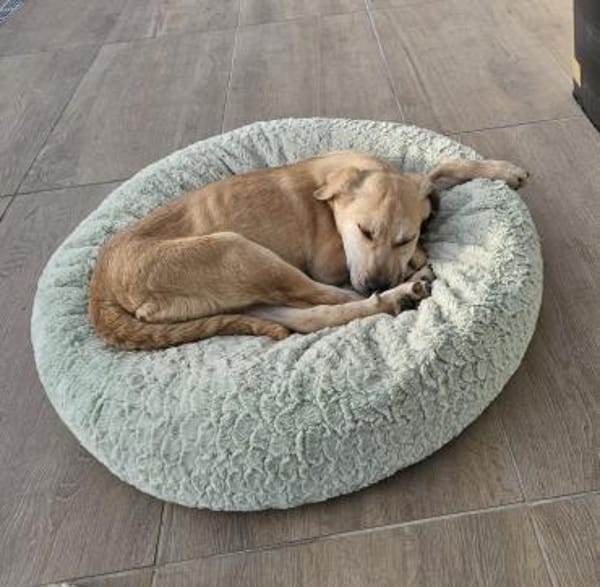 Feli sucht liebevolles Zuhause