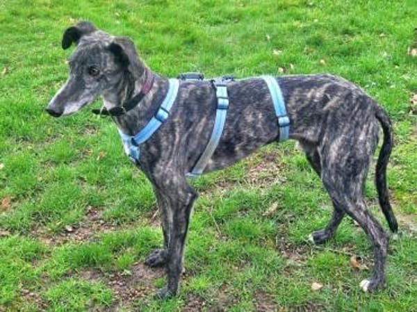 DANTE - anhänglich und menschenbezogen!