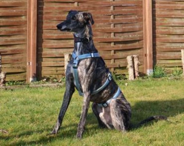 DANTE - anhänglich und menschenbezogen!