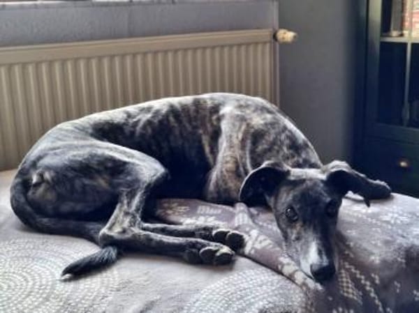 DANTE - anhänglich und menschenbezogen!