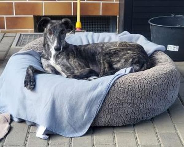 DANTE - anhänglich und menschenbezogen!