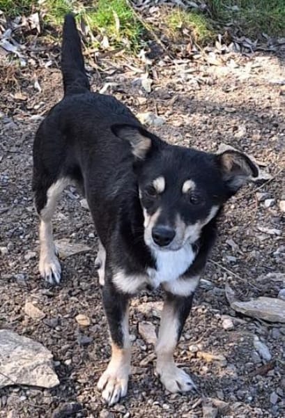 PÜPPI -zutraulich,verspielt & verträglic