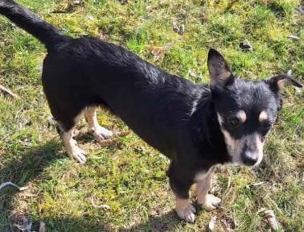 PÜPPI -zutraulich,verspielt & verträglic