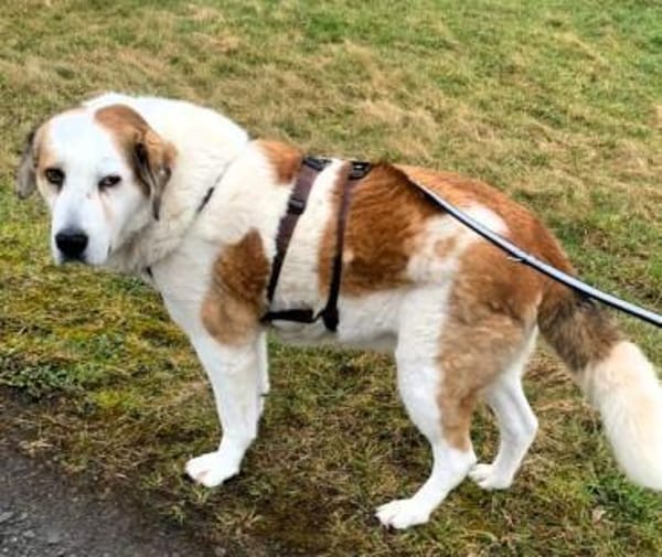 SINJA -souverän und liebevoll-