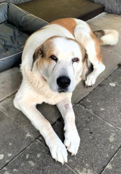 SINJA -souverän und liebevoll-