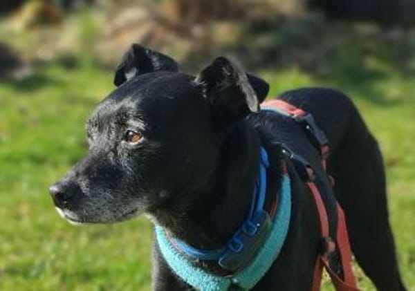 Bella8 sucht ein Zuhause