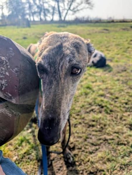 Geselliger Rayan1 sucht ein Zuhause