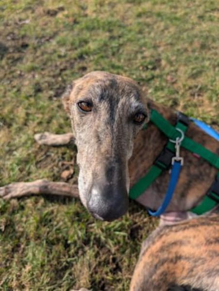 Geselliger Rayan1 sucht ein Zuhause