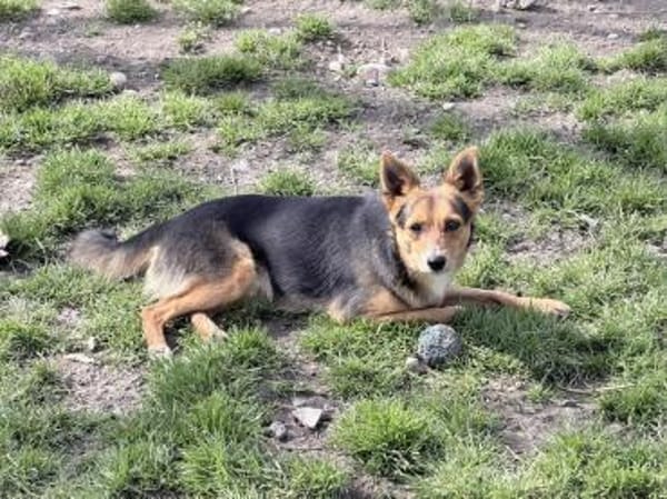 Lieber Kai sucht Körbchen