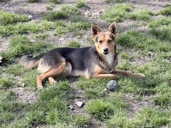 Lieber Kai sucht Körbchen