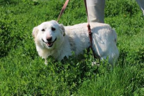 Chester - fröhlich u. aufgeweckt