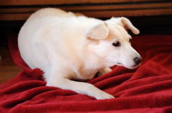 Ella wartet auf verständnisvolle Mensche