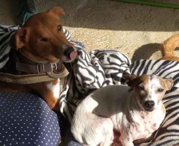 Willow - Patenschaft gesucht