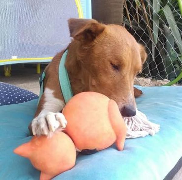 Willow - Patenschaft gesucht