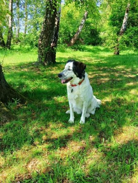 Laiko -PLZ 47239 Duisburg