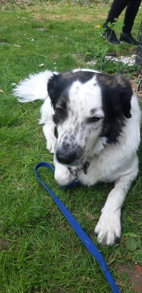 Laiko -PLZ 47239 Duisburg