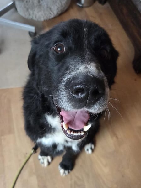 lieber großer Cody sucht sein Zuhause