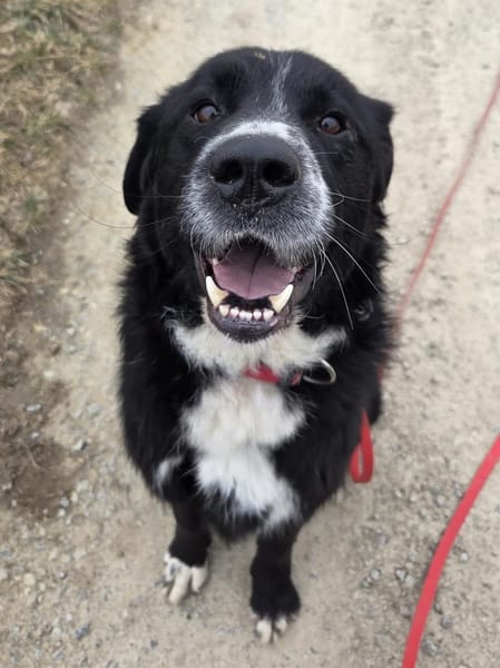 lieber großer Cody sucht sein Zuhause