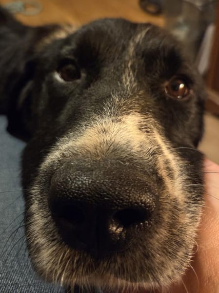 lieber großer Cody sucht sein Zuhause