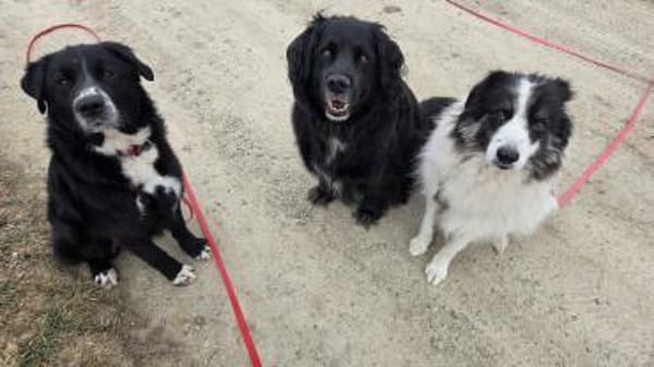 lieber großer Cody sucht sein Zuhause