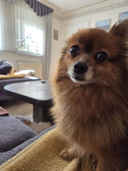 💛 Lizzie  zarte Zwergspitz-Seele