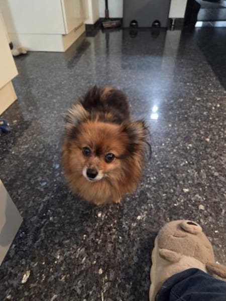 💛 Lizzie  zarte Zwergspitz-Seele