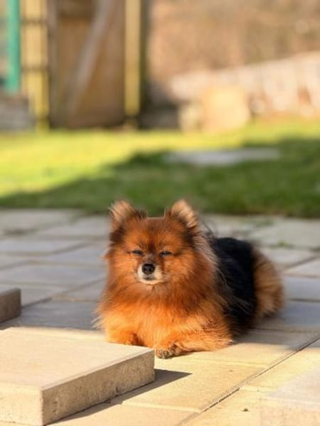 💛 Lizzie  zarte Zwergspitz-Seele