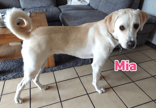Mia - sozial, aktiv und verschmust