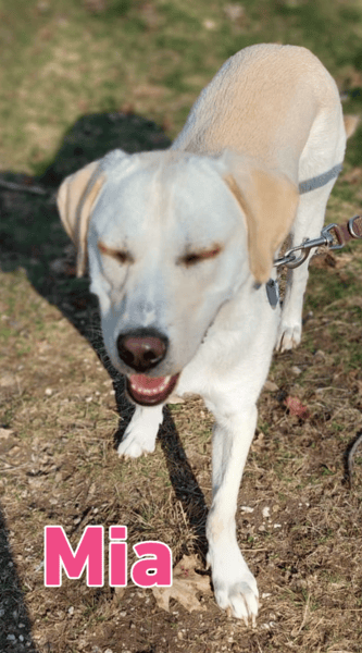 Mia - sozial, aktiv und verschmust