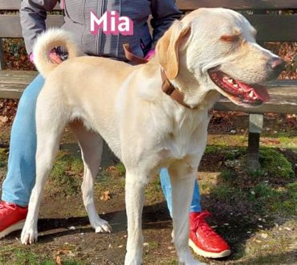 Mia - sozial, aktiv und verschmust