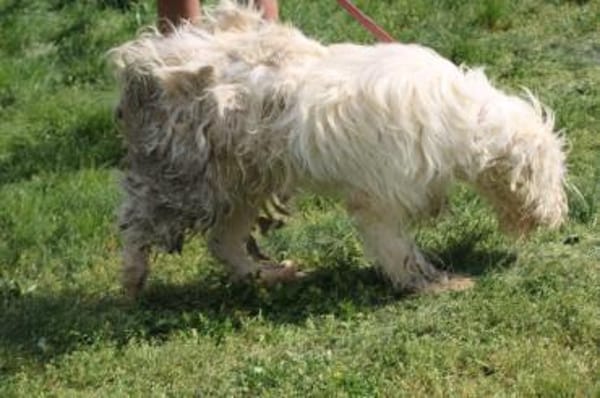 Rohin - zutraulicher Wuschelrüde