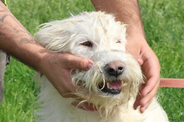 Rohin - zutraulicher Wuschelrüde