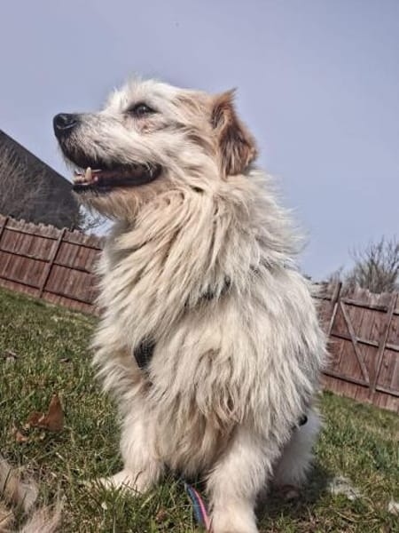 Fred - liebevoller Wuschel sucht Liebe🍀