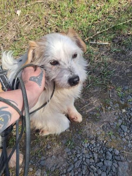 Fred - liebevoller Wuschel sucht Liebe🍀