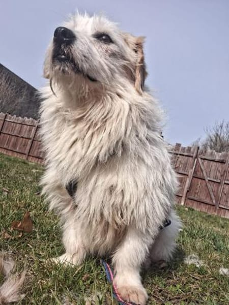 Fred - liebevoller Wuschel sucht Liebe🍀