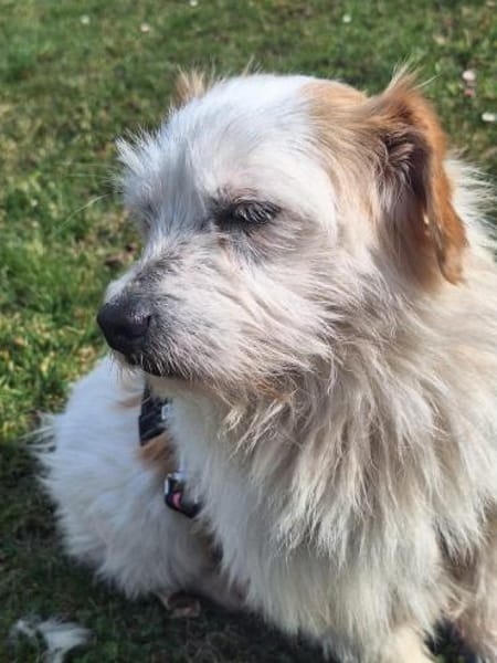 Fred - liebevoller Wuschel sucht Liebe🍀